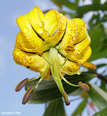 Лилия лицзянская (Lilium lijiangense)