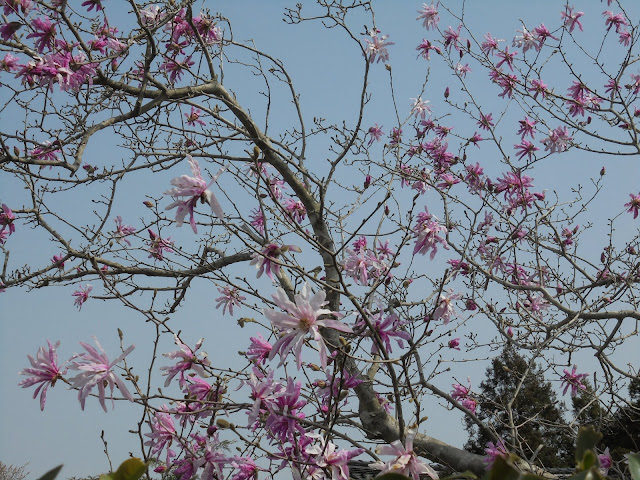 モクレン科シデコブシの花盛り