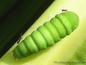 Parasitic Wasp-Pteromalus Puparum