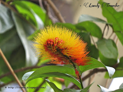 Monkey brush vine - Combretum rotundifolium