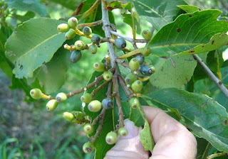 health benefits of Adem Ati (Litsea glutinosa Lour.)