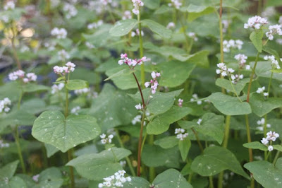 Buckwheat Australia