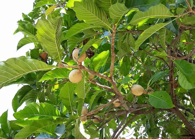 Copa da árvore jenipapo com frutos
