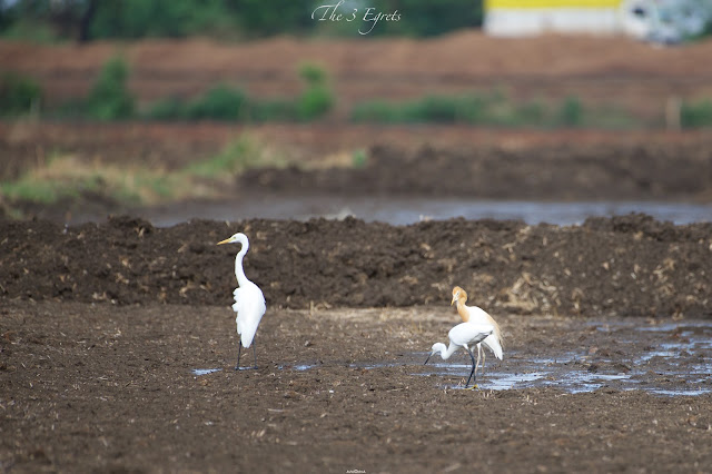 Cattle Egret गाय बगुला, सुर्खिया बगुला (Bubulcus ibis), Little Egret & Intermediate Egret