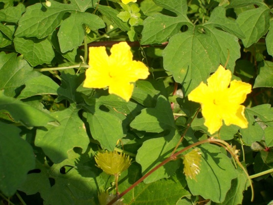 in flowering florida vines yellow Snatchers talk: cabin Invasion the Body of