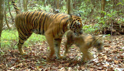 Selamatkan Harimau  Sumatera  dari Kepunahan Save The 