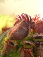 Cephalotus.