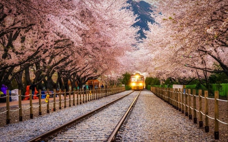 2. Changwon City, South Korea - Top 10 Blooming Cities in Spring