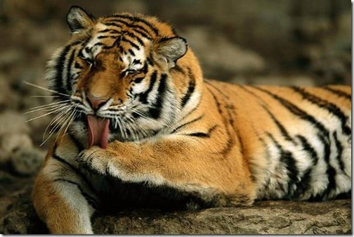 tigre