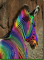 colourful zebra