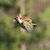  A Baby Weasel is riding on a Woodpecker's back!
