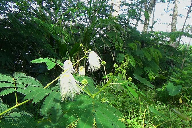 Dlium Zatetra (Zapoteca tetragona)