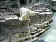 White bear - Vienna Zoo