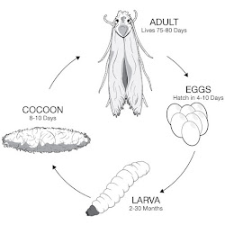 Life cycle showing (clock-wise from top) adults, eggs, larva and cocoon