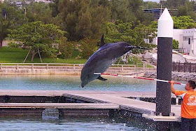 dolphin jumps over trainer's stick