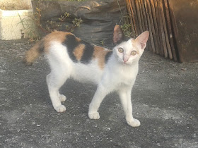 foto kucing kampung lucu 02