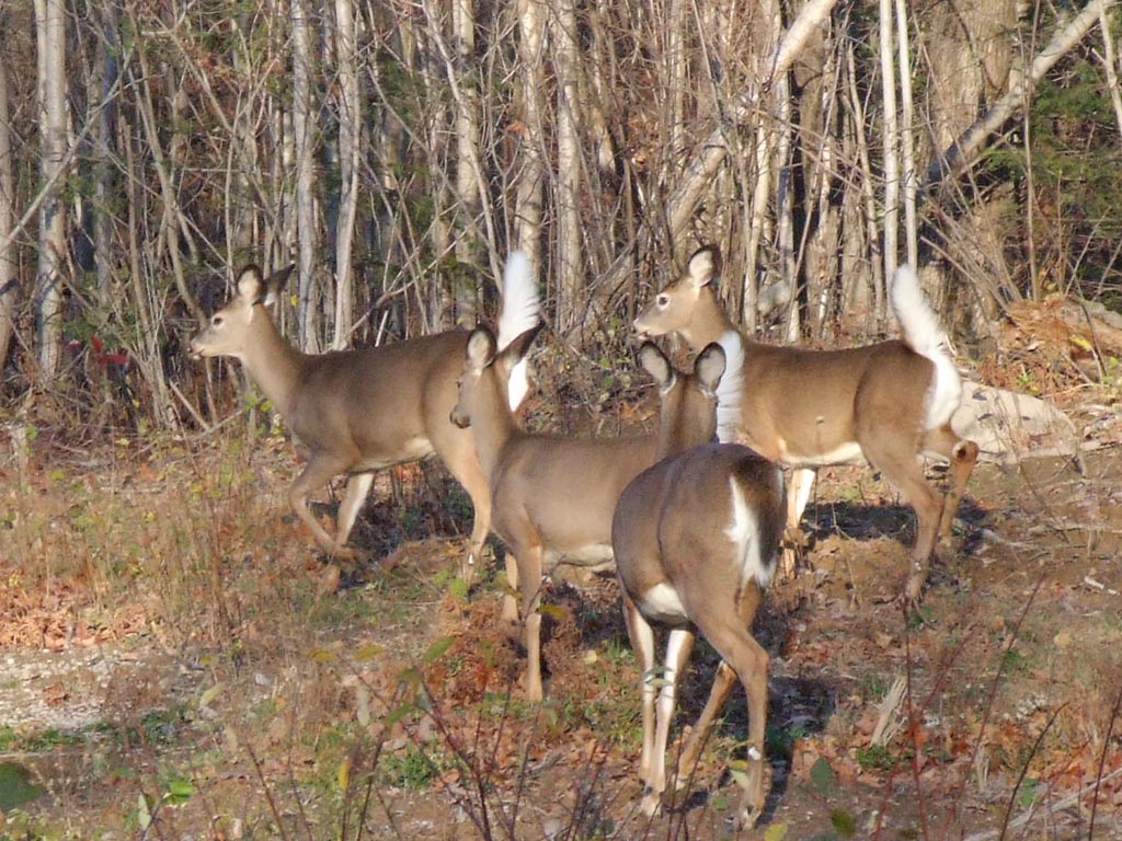 Whitetail Deer