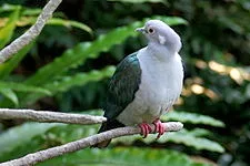 Burung pergam hijau, salah satu penghuni taman nasional yang memiliki suara yang keras. Kehadirannya sangat penting dalam penyebaran biji-bjian yang memungkinkan muncul tumbuhan baru yang menyebar