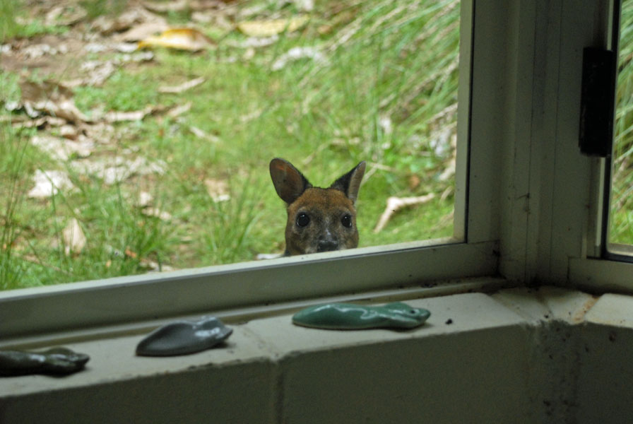 window pane Snail's Eye View: Pademelon at the pane | 896 x 600