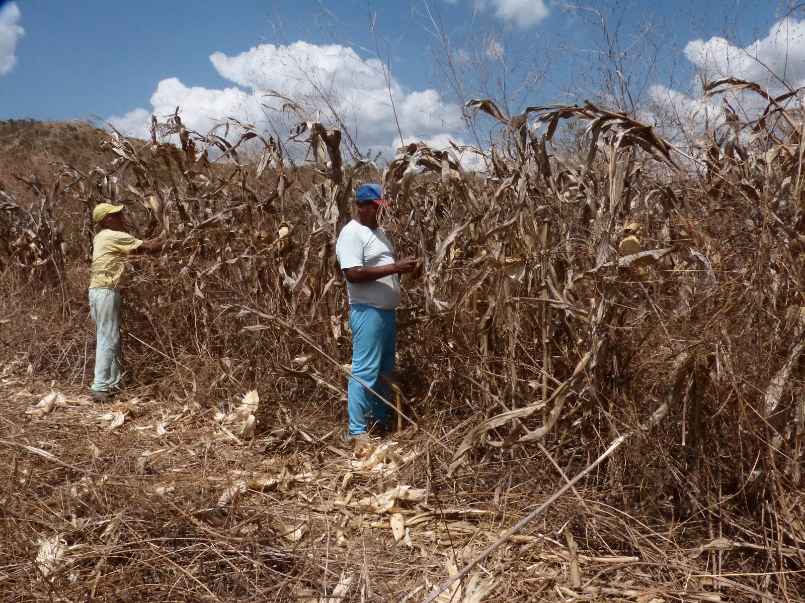 Zona Agricola De La Pgv Cosecha 30 Hectareas De Maiz Blanco Con