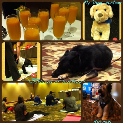 #Barkworld Yoga with your dog, Doga, Norman the Scooter Dog