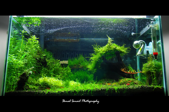 Planted Aquarium V9