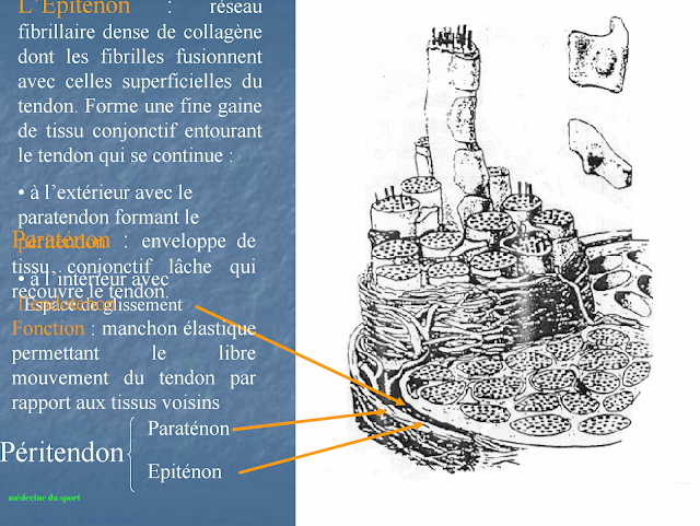 LÉSIONS MUSCULAIRES