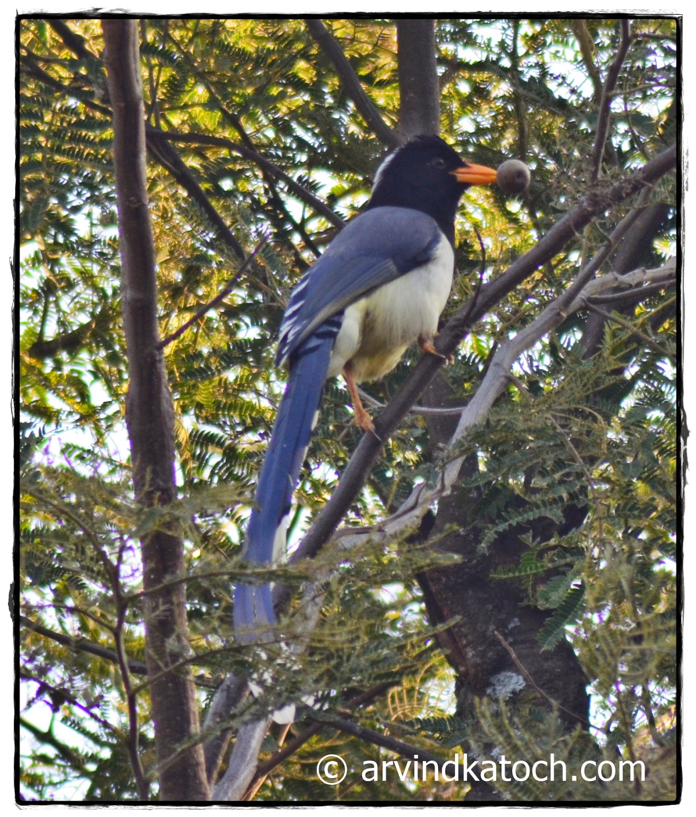 Yellow-billed magpie, Magpie, Gold Billed magpie