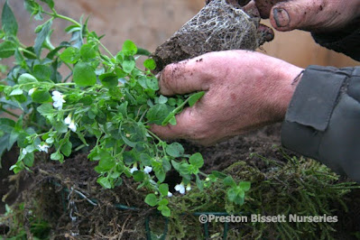 How To Make A Summer Hanging Basket