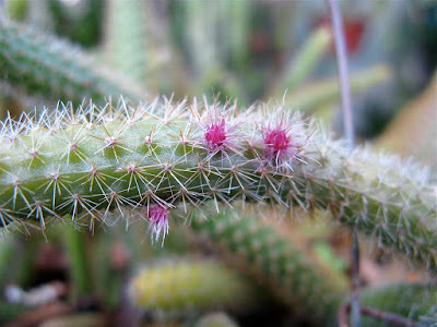 Disocactus flagelliformis care and culture