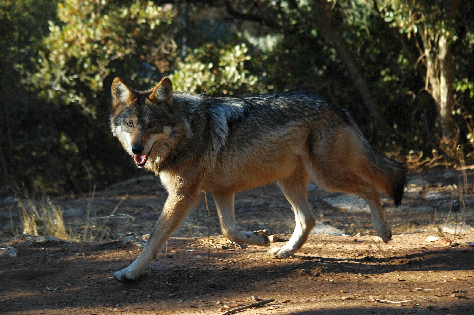 Let's Draw Endangered Species! : ): Mexican Wolf