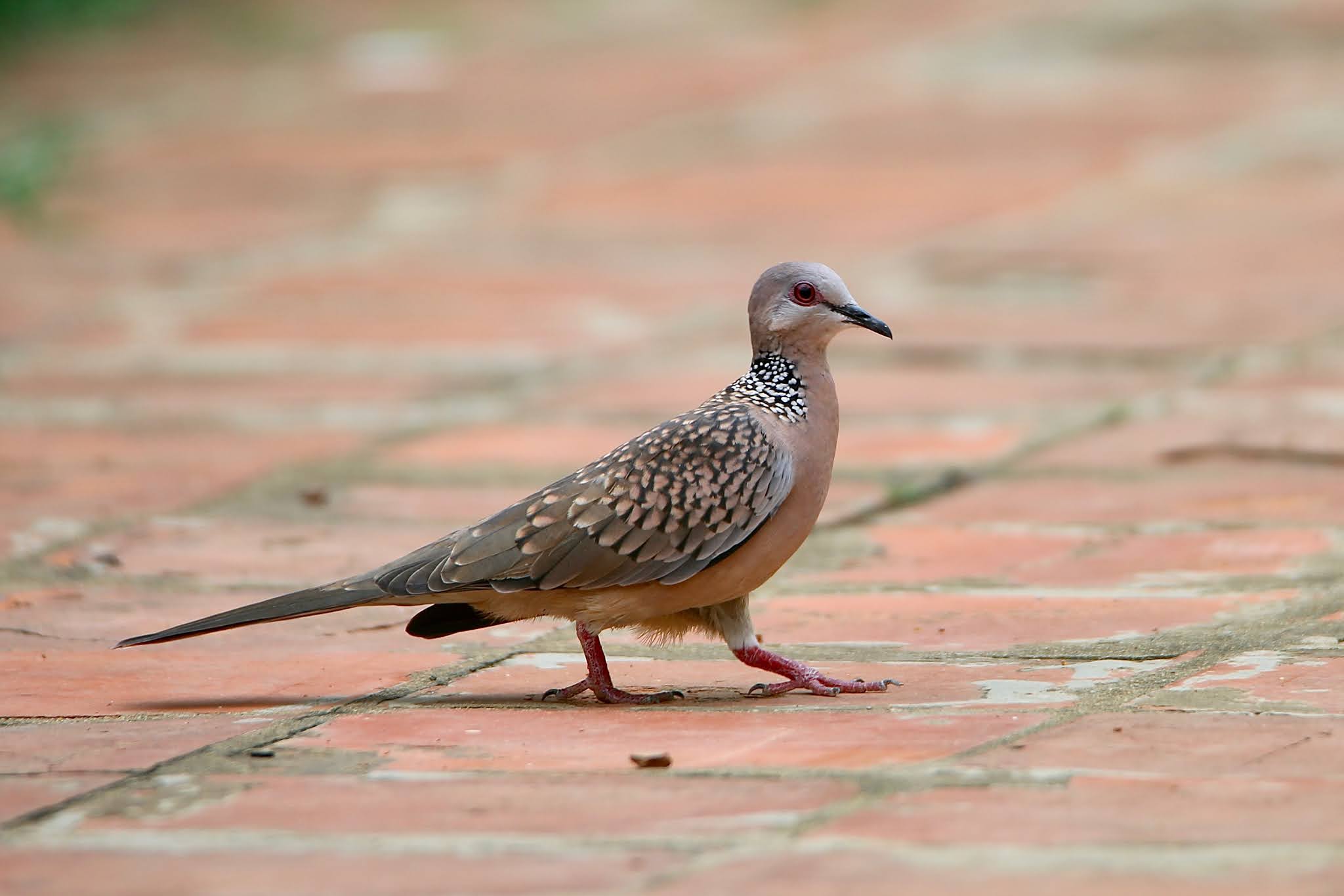 Spotted Dove high resolution free