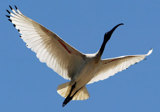 ibis