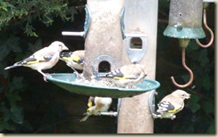 goldfinches4