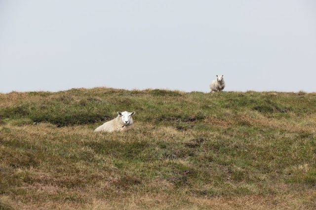 Two sheep stare at me as I head uphill.