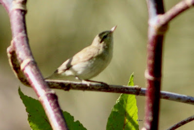 Greenish Warbler