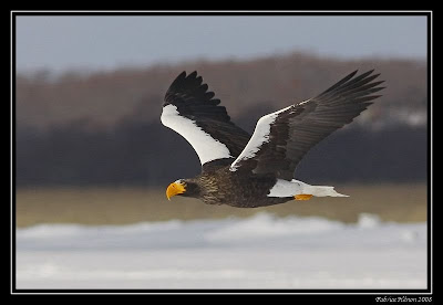 aguila marina de steller Haliaeetus pelagicus