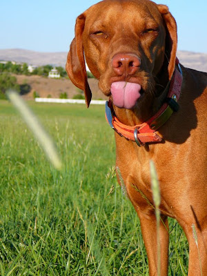 Animal yawning photographs