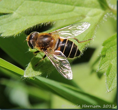 50-eristalis sp