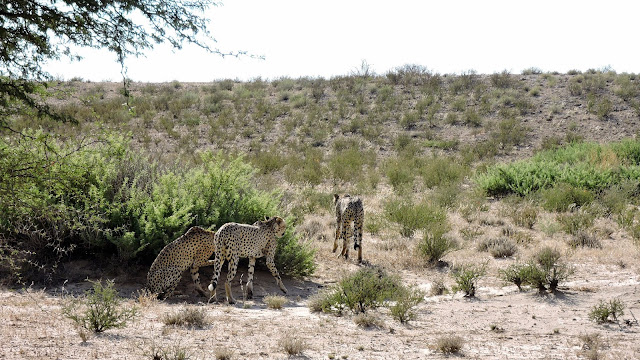 Cheetahs in the Kgalagadi Transfrontier Park