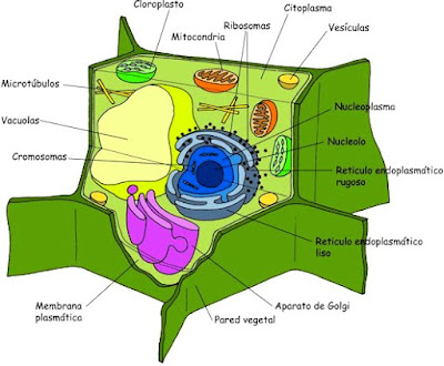 Dibujo de la Célula Vegetal y sus partes a colores