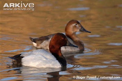 Canvasback