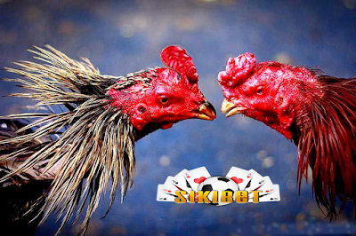 link alternatif sabung ayam