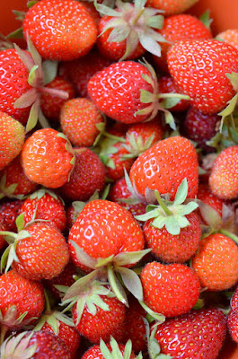 Bild von frischen, saftigen Erdbeeren in Nahaufnahme.