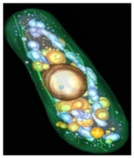  berasal dari bahasa Latin yaitu fungus sedangkan dari bahasa Jerman yaitu sphongos  Pintar Pelajaran Fungi : Struktur Sel, Dinding Sel, Organel, Contoh, Hifa, Yeast, Khamir, Kapang, Cendawan, Bentuk