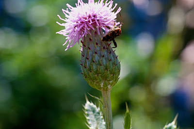 sony nex e-mount macro extension tube