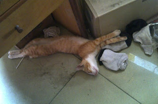 kucing anak madura