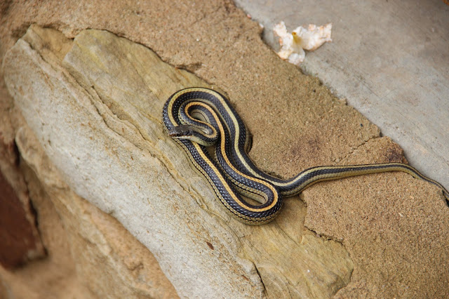 Thamnophis proximus