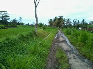 Bersepeda pemandangan sawah Bali