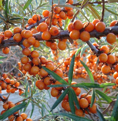 Perawatan Kecantikan dengan Buah Seaberry